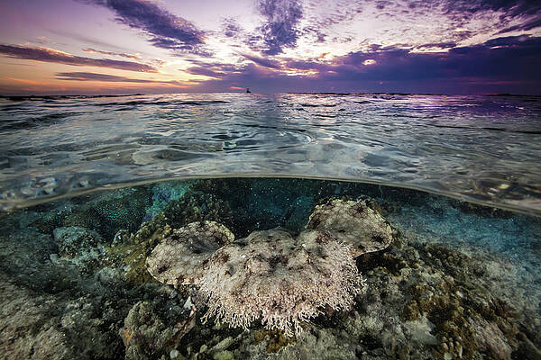 Sunset at low tide on the reef, a shark lurks below the surface by Jemma Craig