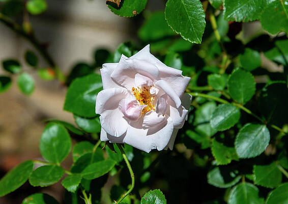 THE ROSE by Sergei Fomichev THE ROSE by Sergei Fomichev