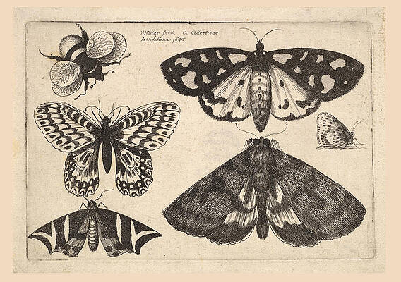 Three moths, two butterflies and a bumble bee Print by Wenceslaus Hollar