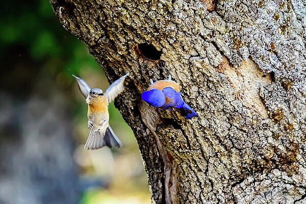 Western Bluebird by Michael Vance Pemberton Western Bluebird by Michael Vance Pemberton