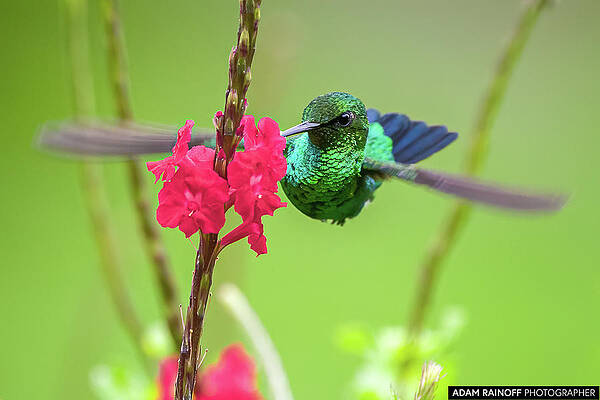 Western Emerald Hacienda Guadalajara Palmira Colombia by Adam Rainoff Western Emerald Hacienda Guadalajara Palmira Colombia by Adam Rainoff