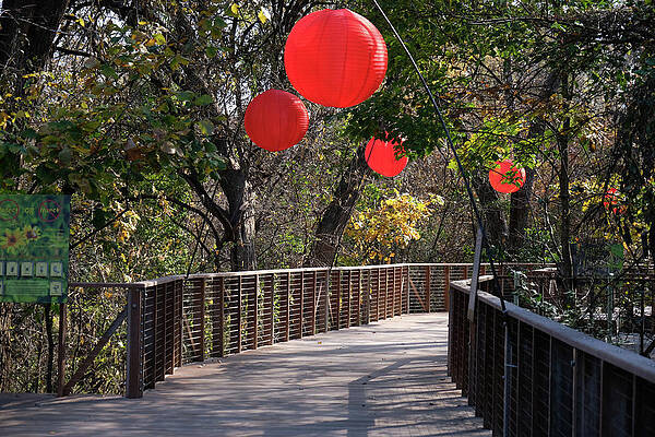 Fall Festival by Ricardo J Ruiz de Porras Fall Festival by Ricardo J Ruiz de Porras