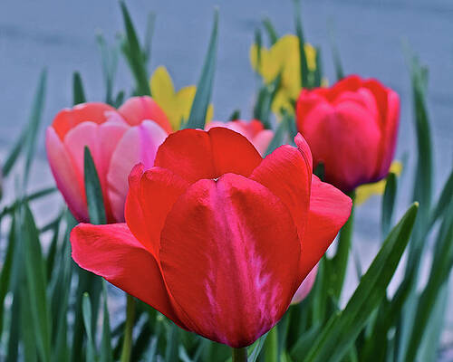 2020 Acewood Tulips Welcome by Janis Nussbaum Senungetuk 2020 Acewood Tulips Welcome by Janis Nussbaum Senungetuk