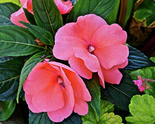 2020 Mid June Garden Impatiens by Janis Nussbaum Senungetuk 2020 Mid June Garden Impatiens by Janis Nussbaum Senungetuk
