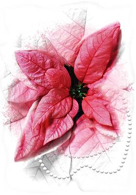 2020 Pink Poinsettia Color of the Year Gift Idea by Delynn Addams 2020 Pink Poinsettia Color of the Year Gift Idea by Delynn Addams