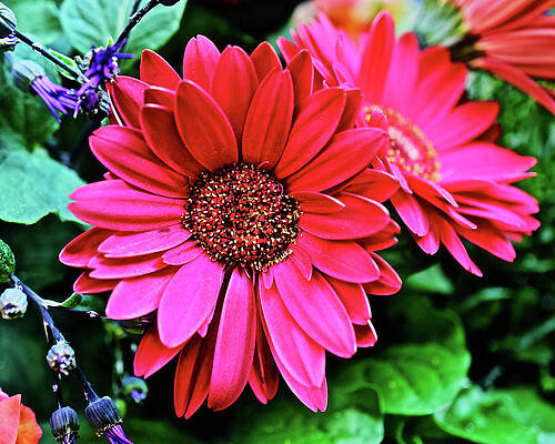 2020 Red Gerber Daisy 2 by Janis Senungetuk 2020 Red Gerber Daisy 2 by Janis Senungetuk
