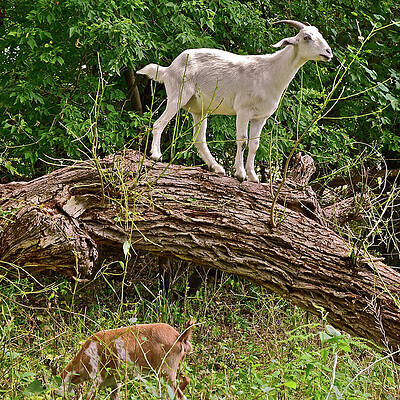 2021 Backyard Goats 3 by Janis Senungetuk 2021 Backyard Goats 3 by Janis Senungetuk