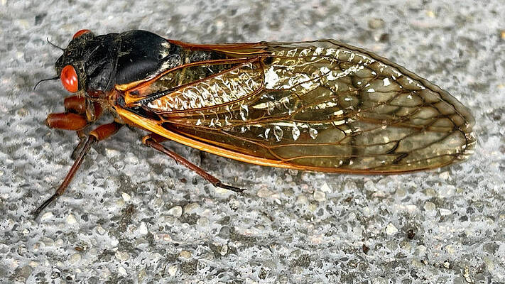 2021 BroodX Cicada Up Close by Lora J Wilson 2021 BroodX Cicada Up Close by Lora J Wilson