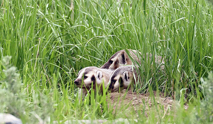 Wall Art - Photograph - 2023 Badgers 2 by Jean Clark