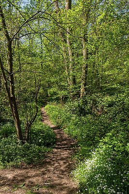 Bluebell woods by Gary Eason Bluebell woods by Gary Eason