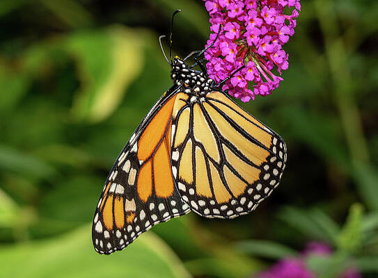 Wall Art - Photograph - Beautiful Monarch butterfly feeding in garden #3 by Steven Heap