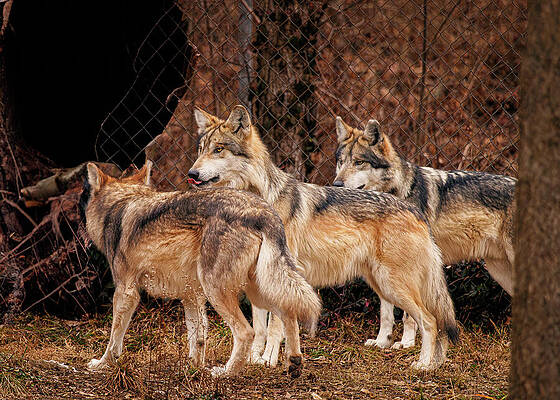 Wall Art - Photograph - 3 Brother Wolves - Escape? by Robert Niemeier