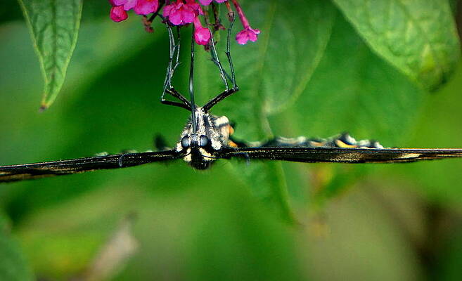 Butterfly by Caryn La Greca Butterfly by Caryn La Greca