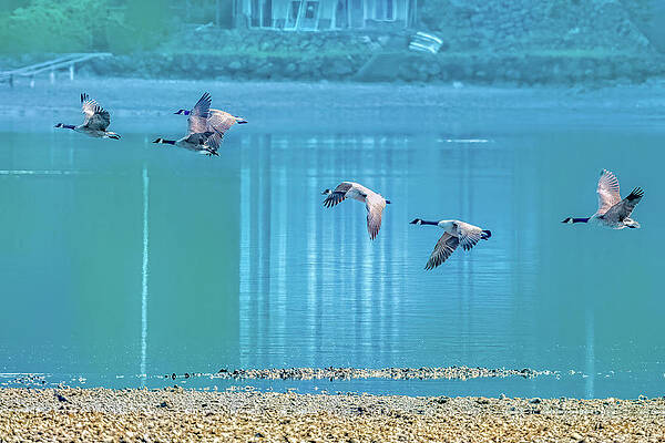 Canada Geese by Timothy Anable Canada Geese by Timothy Anable