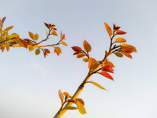 Closeup shot of a tree branch with young leaves and the sky in t by DEEP CHAND