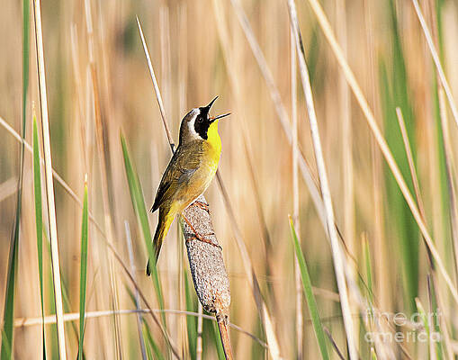 Common Yellowthroat by Dennis Hammer Common Yellowthroat by Dennis Hammer