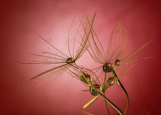 Wall Art - Photograph - Dandelion on a multicolored background with a droplet of dew. #3 by Michalakis Ppalis
