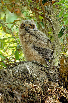 Great Horned Owlet by Colin Hocking Great Horned Owlet by Colin Hocking