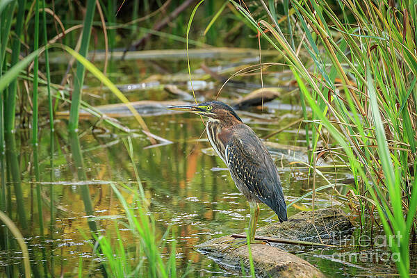 Green Heron in brush on a lake shore in Ok by Richard Smith Green Heron in brush on a lake shore in Ok by Richard Smith