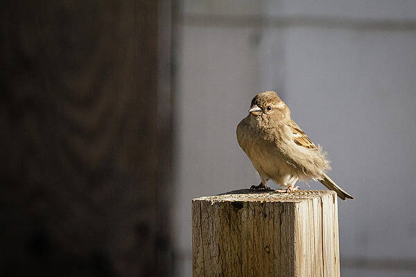 House Sparrow on a fence post by SAURAVphoto Online Store House Sparrow on a fence post by SAURAVphoto Online Store