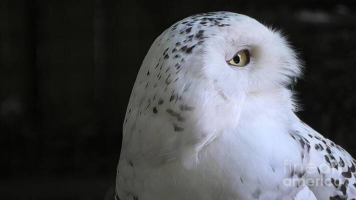 Snowy owl close up by Benny Marty Snowy owl close up by Benny Marty