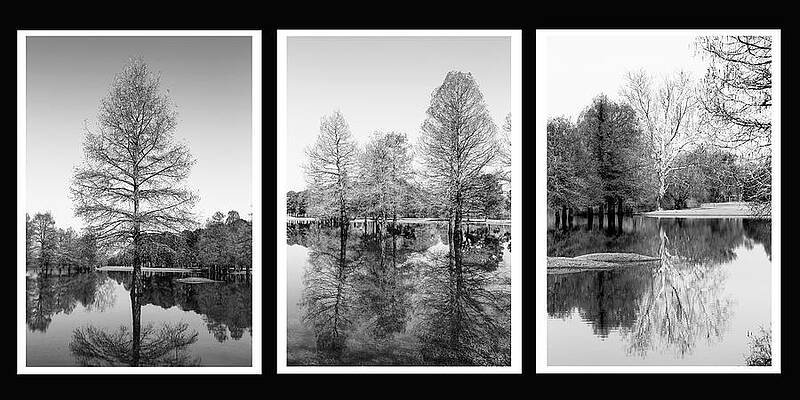 3 Tree Portrait by Greg Sharpe 3 Tree Portrait by Greg Sharpe