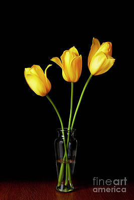 3 yellow tulips in vase by Tony Cordoza 3 yellow tulips in vase by Tony Cordoza