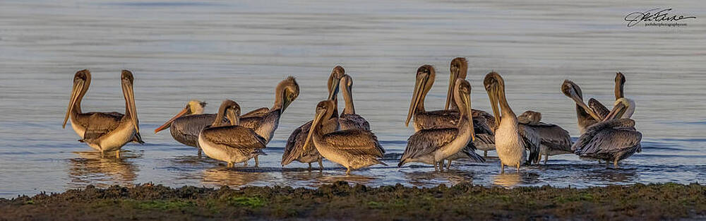Wall Art - Photograph - Brown Pelicans #4 by Joe Fisher