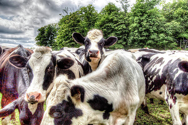 Wall Art - Photograph - Door County Cows #4 by Bob Kinnison