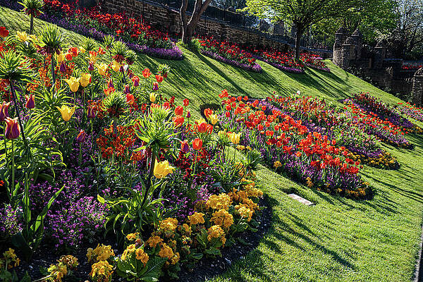 Wall Art - Photograph - Guildford Castle Gardens  #4 by Shirley Mitchell