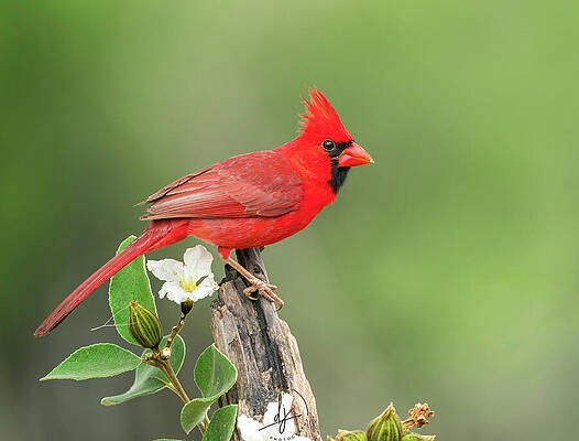 Wall Art - Photograph - Northern Cardinal Art Print #4 by Denise Johnson
