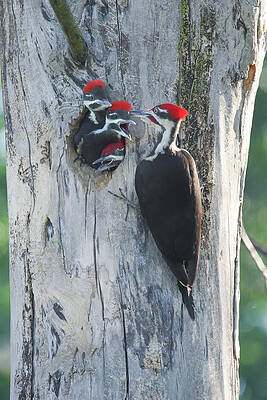Pileated Woodpecker Family by Brook Burling Pileated Woodpecker Family by Brook Burling