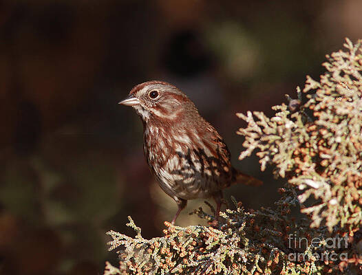 Song Sparrow by Gary Wing Song Sparrow by Gary Wing