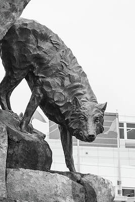 Wall Art - Photograph - Wolfpack statue at North Carolina State University in black and white #4 by Eldon McGraw