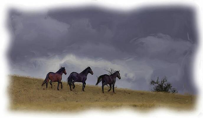 Wall Art - Photograph - Wild Horses #42 by Laura Terriere