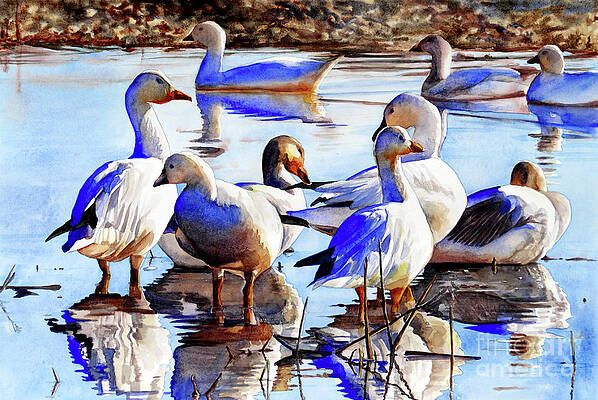 #420 Snow Geese by William Lum #420 Snow Geese by William Lum