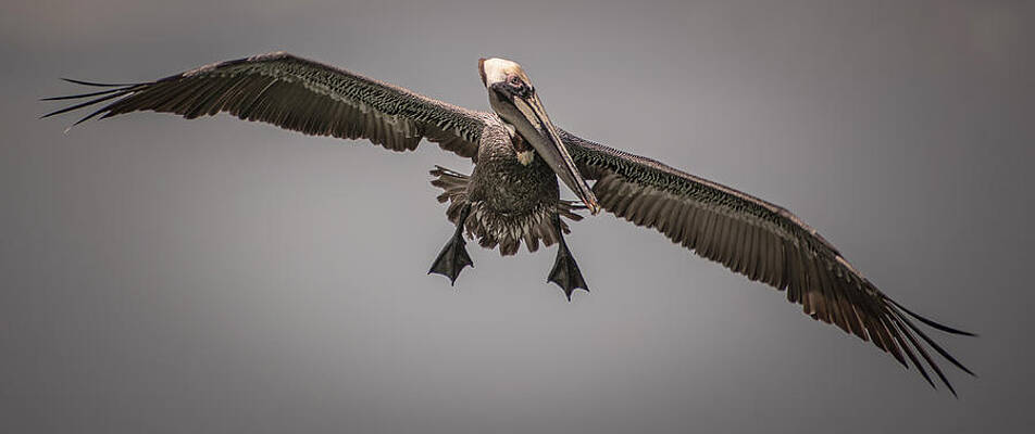 Wall Art - Photograph - Wildlife in Mexico #5 by Robert Grac