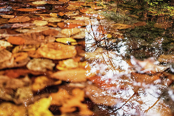 50-50 Reflections by Dave Schmidt 50-50 Reflections by Dave Schmidt