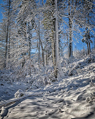 A Winter's Tale by Edmund Nagele A Winter's Tale by Edmund Nagele