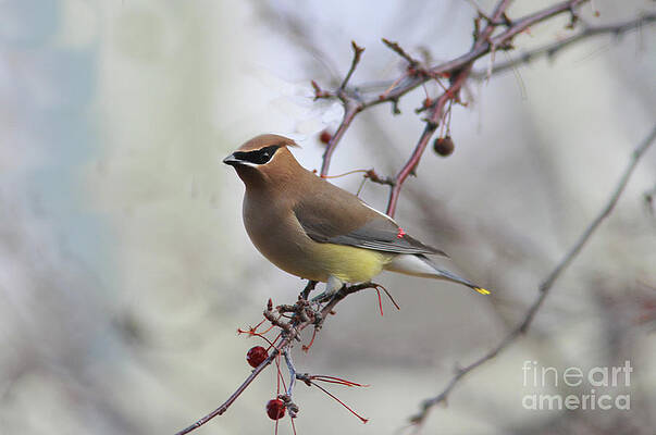 Cedar Waxwing by Gary Wing Cedar Waxwing by Gary Wing