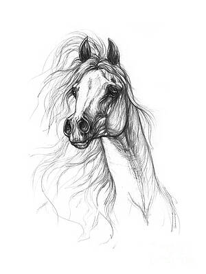 Handdrawn of arabian horse sketch with pen Vector Image