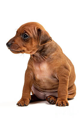 miniatur pinscher puppie by Gunnar Orn Arnason miniatur pinscher puppie by Gunnar Orn Arnason