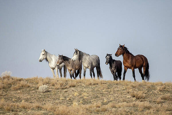 Wall Art - Photograph - Wild Horses #6 by Julie Argyle