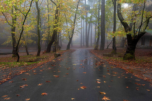 Wall Art - Photograph - Autumn landscape with trees and Autumn leaves on the ground after rain #5 by Michalakis Ppalis