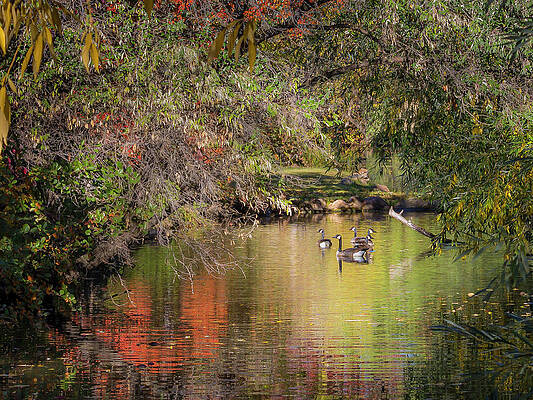 Autumn Pond by Mark Mille Autumn Pond by Mark Mille
