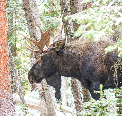 Bull Moose by Patrick Nowotny Bull Moose by Patrick Nowotny
