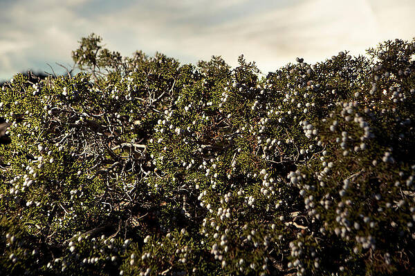 Juniperus Californica by Joseph Philipson Juniperus Californica by Joseph Philipson
