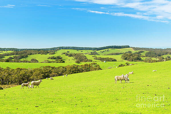 Sheep by Tim Hester Sheep by Tim Hester