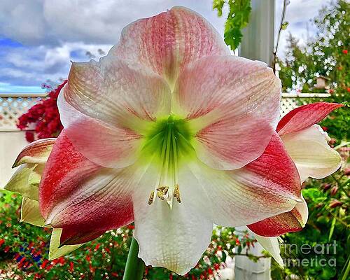 714 Amaryllis by Michael Bobay 714 Amaryllis by Michael Bobay