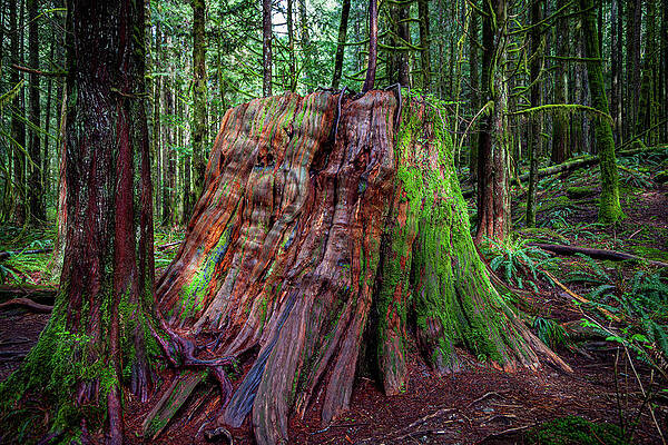 The Woods by Tommy Farnsworth The Woods by Tommy Farnsworth